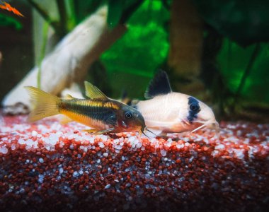 Akvaryumumdaki güzel Corydoras ailesi