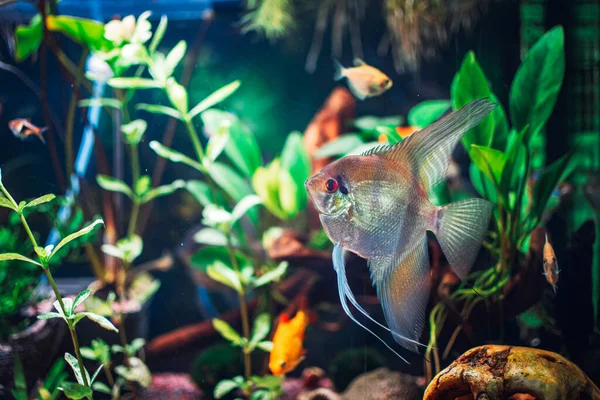 Wielka Skalarna Ryba Akwarium — Zdjęcie stockowe