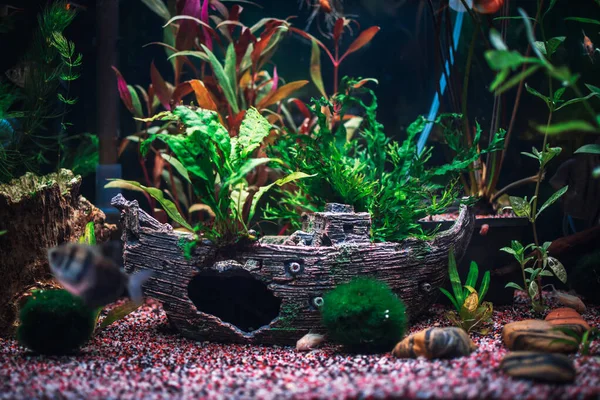 Ein Großes Dschungel Bepflanztes Aquarium — Stockfoto