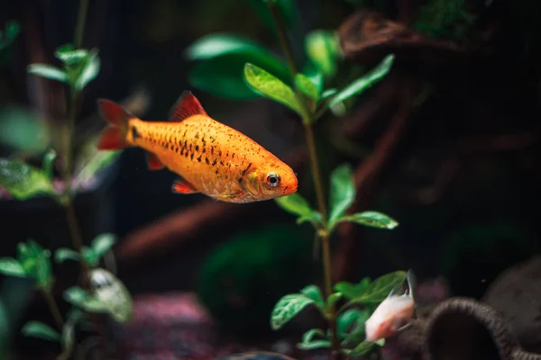 Szép Arany Barbus Aquariumomban — Stock Fotó