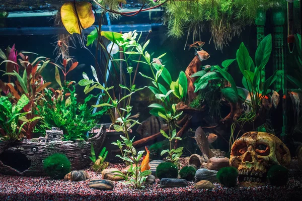 Stor Djungel Planterade Akvarium — Stockfoto