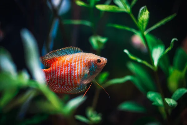 Una Hermosa Colisa Acuario — Foto de Stock