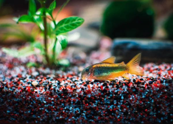 Akvaryumumdaki güzel Corydoras ailesi