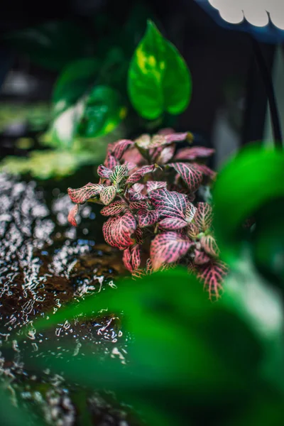 Akvaryumumda bitkiler var.