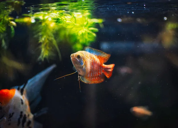 私の水族館にある美しいコリサは — ストック写真