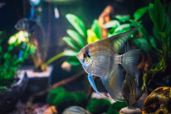 Great Scalar Fish Aquarium — Stock Photo, Image