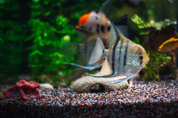 水族館で大規模な魚が — ストック写真