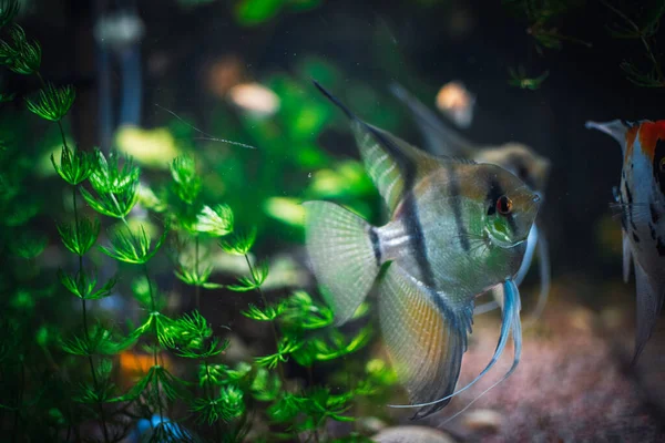 Akvaryumdaki Büyük Skaler Balık — Stok fotoğraf