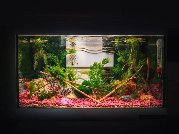 Wielka Dżungla Posadzone Akwarium — Zdjęcie stockowe