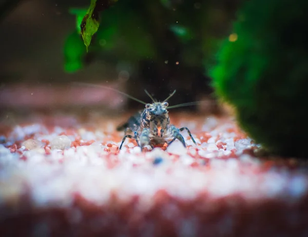 私の水族館のブルー キャンベラスは — ストック写真