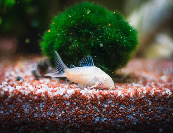 Akvaryumumdaki Güzel Corydoras Ailesi — Stok fotoğraf