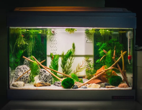 Een Grote Jungle Beplant Aquarium — Stockfoto