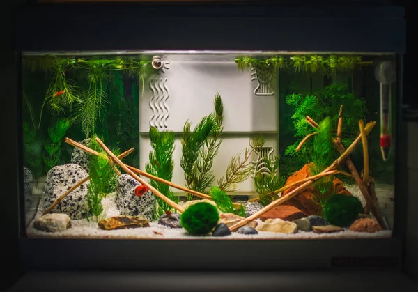 Ein Großes Dschungel Bepflanztes Aquarium — Stockfoto