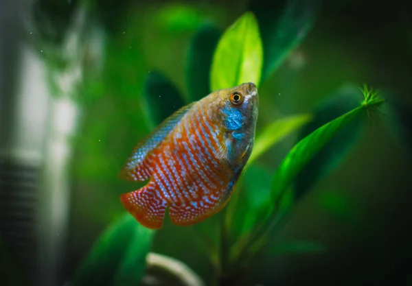 Akvaryumumda güzel bir kolisa.