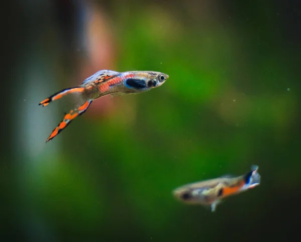 Akvaryumumda bir guppy var.