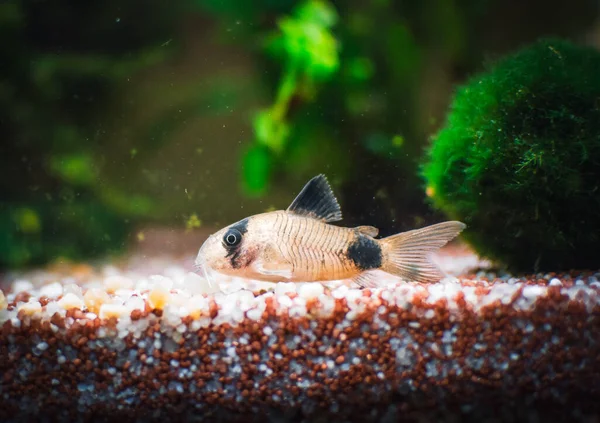 Akvaryumumdaki güzel Corydoras ailesi