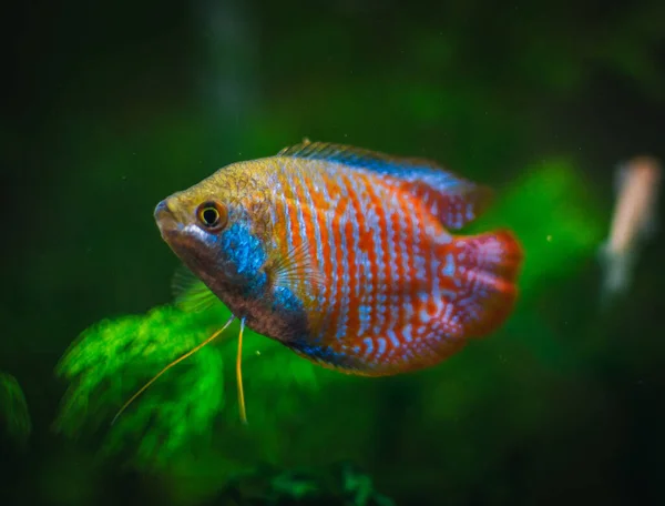 Een Prachtige Colisa Mijn Aquarium — Stockfoto