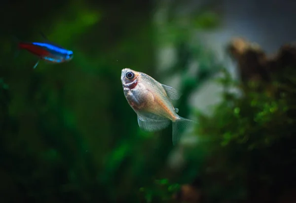 熱帯水族館のGymnocorymbus Ternetzi — ストック写真