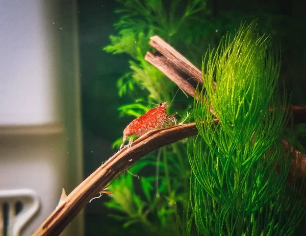 Vackra Röda Körsbär Mitt Akvarium — Stockfoto