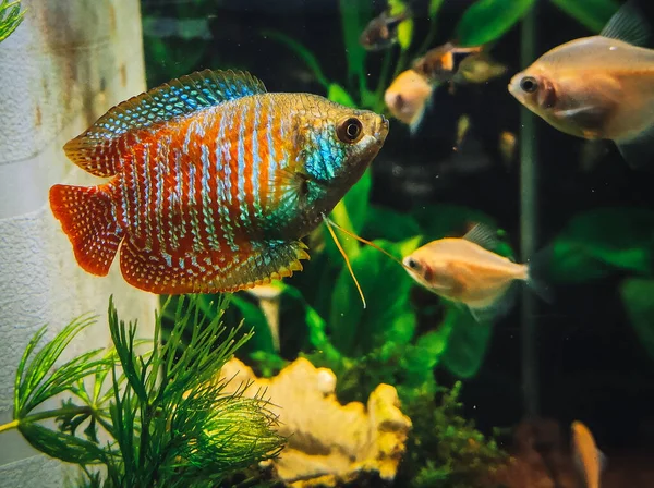 Een Prachtige Colisa Mijn Aquarium — Stockfoto