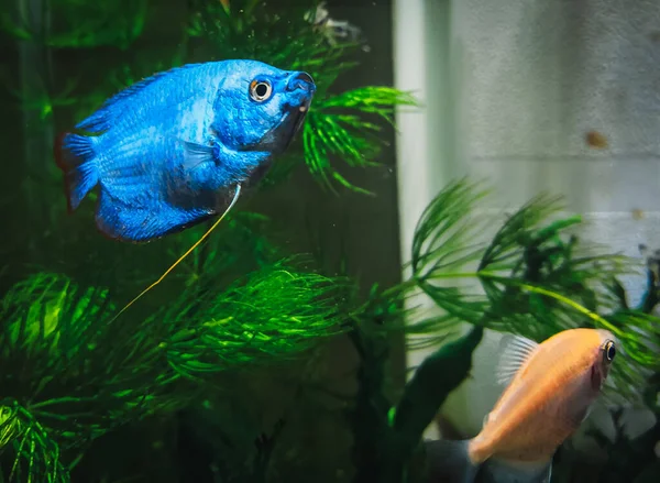 私の水族館にある美しいコリサは — ストック写真