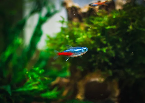 neon fish in my aquarium