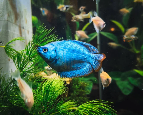 私の水族館にある美しいコリサは — ストック写真