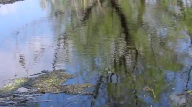 Sudaki dalgalanmalar. Mavi bir gökyüzü ve yeşil bir ağaç suya yansıyor..