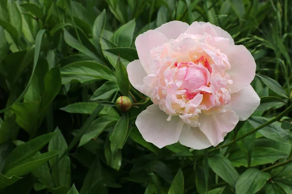 粉红色的牡丹在模糊的背景上开花 有选择的重点 — 图库照片