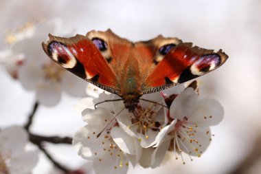 Kayısı çiçeğinin üzerindeki çok renkli kaplumbağa kabuğu kelebeği. Aglais urticae, Nymphalis urticae.