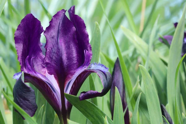 Light Violet Flowering Irises Blurred Background Garden Spring Colorful Plants — Stock Photo, Image