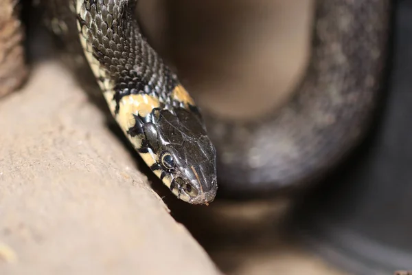 Waking Grass Snake Winter Hibernation Selective Focus — Fotografia de Stock