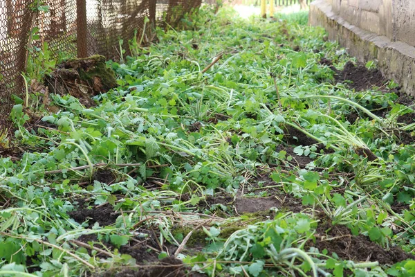 Mauvaises Herbes Enlevées Avec Une Houe — Photo