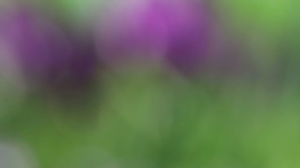 Slow Smooth Focus Iris Flowers — Vídeo de Stock