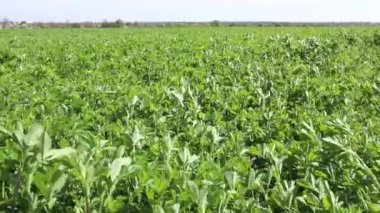 Genç yoncalarla tarım tarlası. Ukrayna tarım endüstrisi. Yavaş çekim.