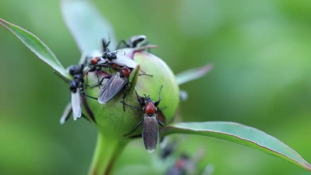 Bibio Marci Peony Bud April Fly Mark Fly Bibio Marci — ストック動画