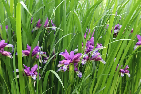 Iris Graminea Blue Violet Flowers Almost Hidden Narrow Grassy Leaves — Stock Photo, Image