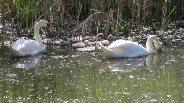 Uma Família Cisnes Alimenta Lago Junco — Vídeo de Stock