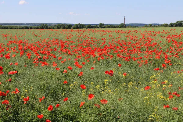 Rode Papavers Groeiden Een Landbouwveld Onkruid Landbouw Het Concept Oorlog — Stockfoto