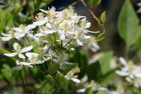 Beautiful Flowers Blossoming White Miniature Clematis Bush Clematis Growing Garden — Stock Photo, Image