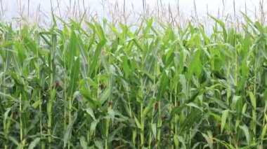 Corn grows on an agricultural field. Agriculture of Ukraine.