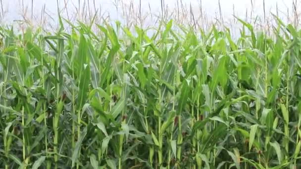 Corn Grows Agricultural Field Agriculture Ukraine — Stockvideo