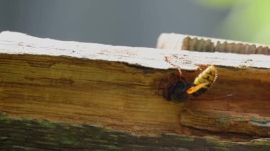 A wasp gnaws on a rotten wooden board. The wasp eats wood.