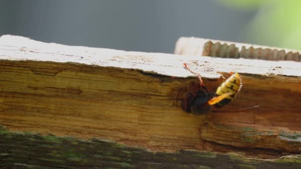 Wasp Gnaws Rotten Wooden Board Wasp Eats Wood — Vídeo de stock