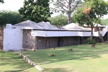 Hindistan, Haryana 'da bir otel parkında Macaque maymunları