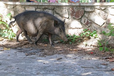 Faridabad şehrinin parkında vahşi domuz, Haryana Hindistan