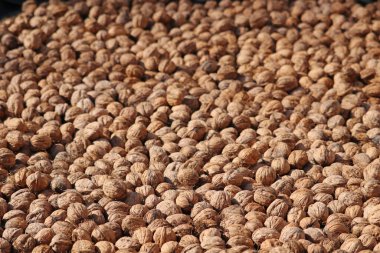 Bir sürü ceviz. Cevizler güneşte kuruyor. Ön plana odaklan..