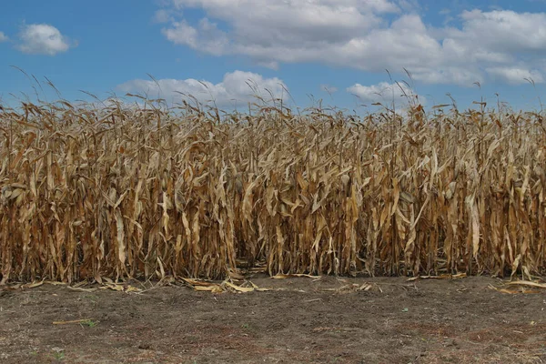 Сельскохозяйственное Поле Сушеной Кукурузой — стоковое фото