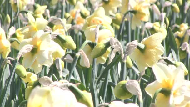 Daffodils amarelos — Vídeo de Stock