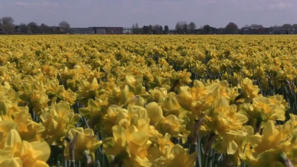 Κίτρινο daffodils — Αρχείο Βίντεο